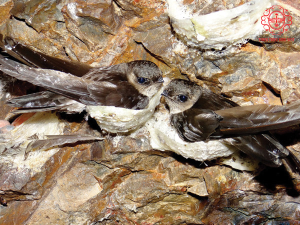 hop-yen-sao-co-duong-02