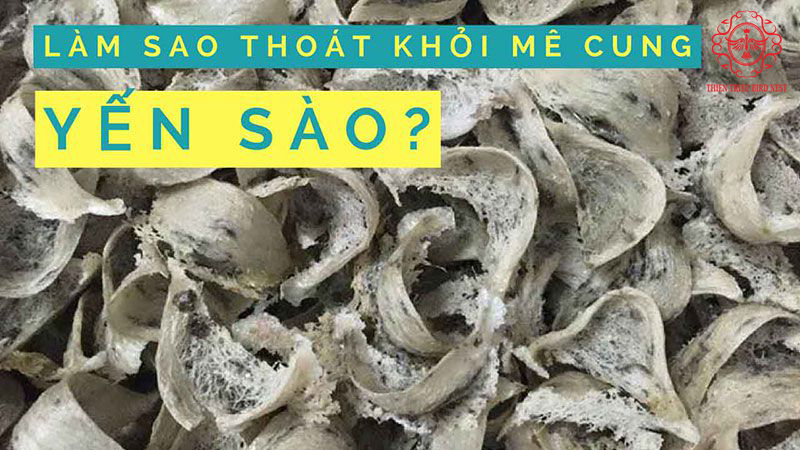 lua-chon-yen-sao-nao-01